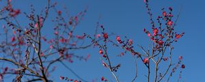 Preview wallpaper tree, branches, flowers, spring, macro