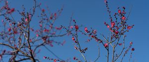 Preview wallpaper tree, branches, flowers, spring, macro