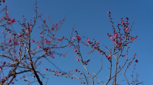 Preview wallpaper tree, branches, flowers, spring, macro