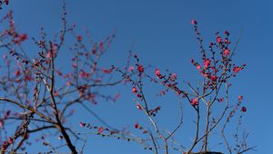 Preview wallpaper tree, branches, flowers, spring, macro