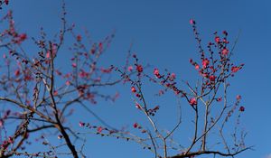 Preview wallpaper tree, branches, flowers, spring, macro