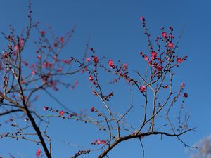 Preview wallpaper tree, branches, flowers, spring, macro