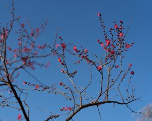 Preview wallpaper tree, branches, flowers, spring, macro