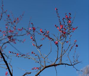 Preview wallpaper tree, branches, flowers, spring, macro