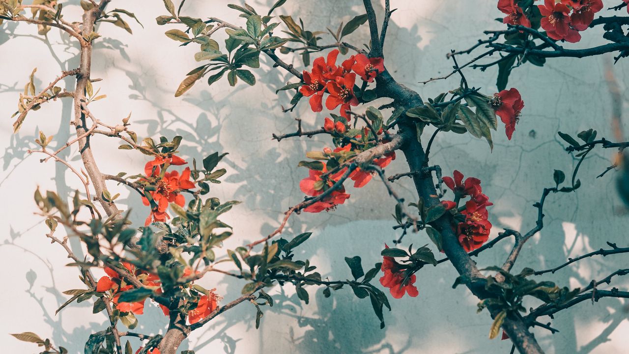 Wallpaper tree, branches, flowers, red