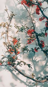 Preview wallpaper tree, branches, flowers, red