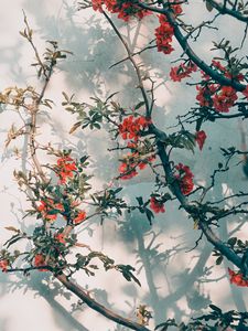 Preview wallpaper tree, branches, flowers, red