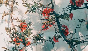 Preview wallpaper tree, branches, flowers, red