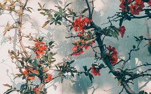 Preview wallpaper tree, branches, flowers, red