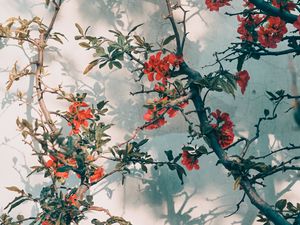 Preview wallpaper tree, branches, flowers, red