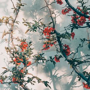 Preview wallpaper tree, branches, flowers, red
