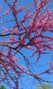 Preview wallpaper tree, branches, flowers, pink, bloom