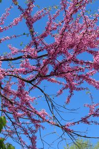 Preview wallpaper tree, branches, flowers, pink, bloom