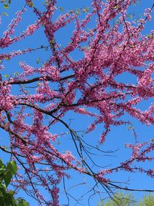 Preview wallpaper tree, branches, flowers, pink, bloom