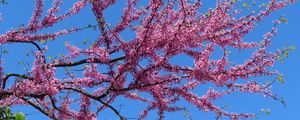 Preview wallpaper tree, branches, flowers, pink, bloom