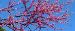 Preview wallpaper tree, branches, flowers, pink, bloom
