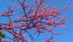 Preview wallpaper tree, branches, flowers, pink, bloom