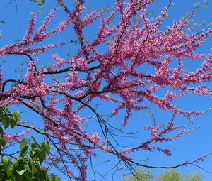 Preview wallpaper tree, branches, flowers, pink, bloom