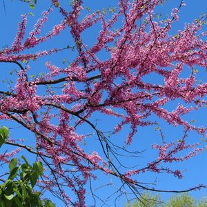 Preview wallpaper tree, branches, flowers, pink, bloom