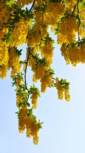 Preview wallpaper tree, branches, flowers, yellow