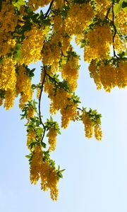 Preview wallpaper tree, branches, flowers, yellow