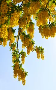 Preview wallpaper tree, branches, flowers, yellow