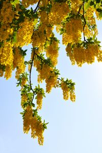Preview wallpaper tree, branches, flowers, yellow