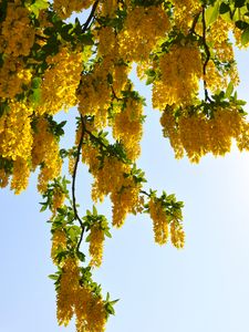 Preview wallpaper tree, branches, flowers, yellow