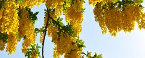 Preview wallpaper tree, branches, flowers, yellow