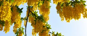 Preview wallpaper tree, branches, flowers, yellow