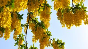 Preview wallpaper tree, branches, flowers, yellow