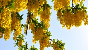 Preview wallpaper tree, branches, flowers, yellow