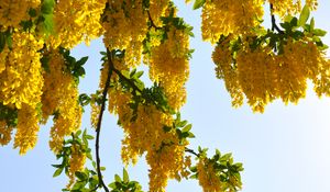 Preview wallpaper tree, branches, flowers, yellow