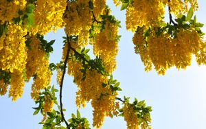 Preview wallpaper tree, branches, flowers, yellow