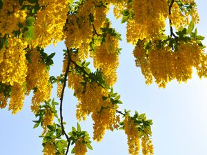 Preview wallpaper tree, branches, flowers, yellow