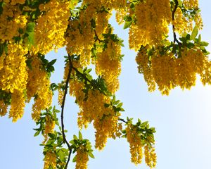 Preview wallpaper tree, branches, flowers, yellow
