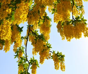 Preview wallpaper tree, branches, flowers, yellow