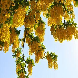 Preview wallpaper tree, branches, flowers, yellow