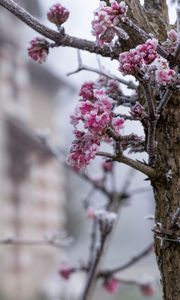 Preview wallpaper tree, branches, flowers, hoarfrost, macro