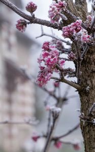 Preview wallpaper tree, branches, flowers, hoarfrost, macro