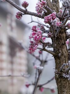 Preview wallpaper tree, branches, flowers, hoarfrost, macro