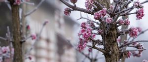 Preview wallpaper tree, branches, flowers, hoarfrost, macro