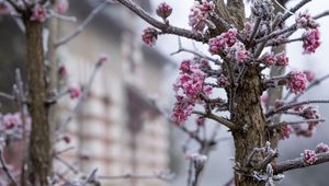 Preview wallpaper tree, branches, flowers, hoarfrost, macro