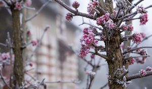 Preview wallpaper tree, branches, flowers, hoarfrost, macro