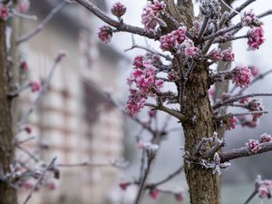 Preview wallpaper tree, branches, flowers, hoarfrost, macro