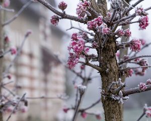 Preview wallpaper tree, branches, flowers, hoarfrost, macro