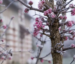 Preview wallpaper tree, branches, flowers, hoarfrost, macro