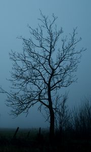 Preview wallpaper tree, branches, fog, sky