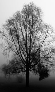 Preview wallpaper tree, branches, fog, haze, black and white