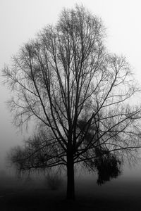 Preview wallpaper tree, branches, fog, haze, black and white